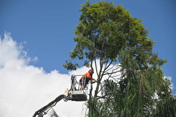 How Our Tree Care Process Works  in  Jackson, MN